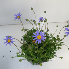 Load image into Gallery viewer, Felicia amelliodes blue