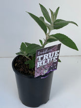 Load image into Gallery viewer, Buddleia 'True Blue'
