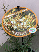 Load image into Gallery viewer, Austromyrtus ‘Coppertops’