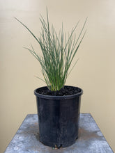 Load image into Gallery viewer, Austrostipa stipoides