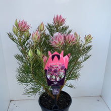 Load image into Gallery viewer, Serurria ‘Pretty n Pink’