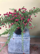 Load image into Gallery viewer, Grevillea lanigera ‘Woolly Grevillea’
