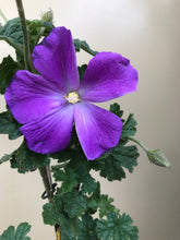 Load image into Gallery viewer, Alyogyne wrayae 'Blue Heeler'