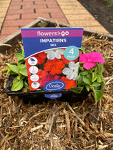 Load image into Gallery viewer, Impatiens 'Mix'