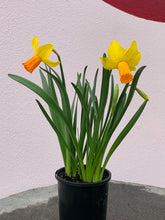 Load image into Gallery viewer, Daffodil (Miniature)