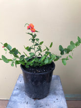 Load image into Gallery viewer, Chorizema cordatum