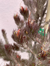 Load image into Gallery viewer, Adenanthos ‘Bronze Glow’
