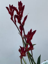 Load image into Gallery viewer, Anigozanthos 'Bush Ballad'