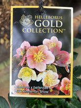 Load image into Gallery viewer, Helleborus 'Cinnamon Snow'