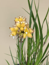 Load image into Gallery viewer, Conostylis pauciflora ‘Cadda Mambrina’