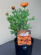Load image into Gallery viewer, Osteospermum ’Margarita’