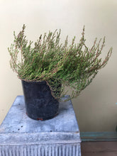 Load image into Gallery viewer, Hibbertia prostrata