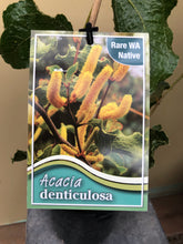 Load image into Gallery viewer, Acacia denticulosa