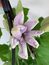 Load image into Gallery viewer, Clematis ‘Louise Rowe’