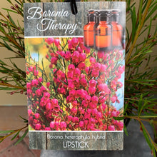 Load image into Gallery viewer, Boronia 'Lipstick'