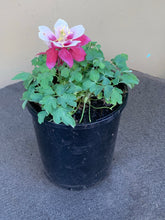 Load image into Gallery viewer, Aquilegia ‘Burgandy’