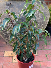 Load image into Gallery viewer, Prunus lusitanica