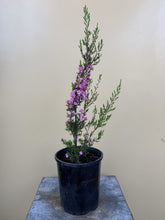 Load image into Gallery viewer, Kunzea affinis