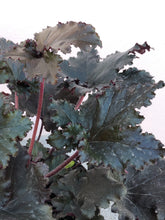 Load image into Gallery viewer, Heuchera ‘Black Taffeta’