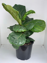 Load image into Gallery viewer, Ficus lyrata