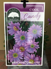 Load image into Gallery viewer, Brachyscome 'Cool Candy'