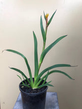 Load image into Gallery viewer, Anigozanthos ‘Bush Bonanza’