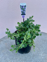 Load image into Gallery viewer, Convolvulus sabatius