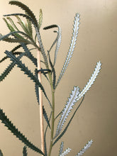 Load image into Gallery viewer, Banksia attenuata 'Nana'
