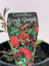 Load image into Gallery viewer, Grevillea ‘Gaudi Chaudi’