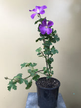 Load image into Gallery viewer, Alyogyne wrayae 'Blue Heeler'