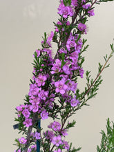 Load image into Gallery viewer, Kunzea affinis