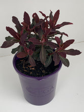 Load image into Gallery viewer, Euphorbia 'Craigieburn'
