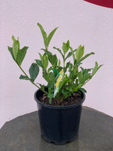 Load image into Gallery viewer, Gardenia ‘Golden Magic’