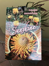 Load image into Gallery viewer, Isopogon anemonifolius ‘Sunshine’