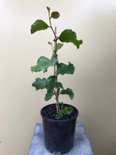 Load image into Gallery viewer, Acacia denticulosa