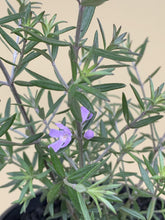 Load image into Gallery viewer, Westringia ’Wynyabbie Gem’
