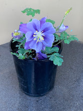 Load image into Gallery viewer, Aquilegia ‘Purple’