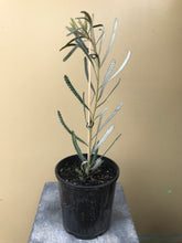Load image into Gallery viewer, Banksia attenuata 'Nana'