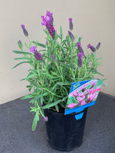 Load image into Gallery viewer, Lavender ‘Sensation’ Rose