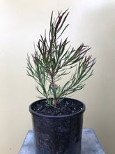 Load image into Gallery viewer, Isopogon anemonifolius ‘Sunshine’