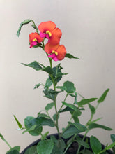 Load image into Gallery viewer, Chorizema cordatum