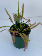 Load image into Gallery viewer, Drosera Species 'sundew'