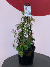 Load image into Gallery viewer, Jasminum polyanthum