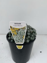 Load image into Gallery viewer, Sedum 'Cape Blanco'