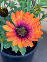Load image into Gallery viewer, Osteospermum ’Purple Sun’