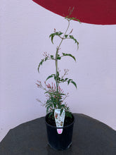Load image into Gallery viewer, Jasminum polyanthum