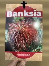 Load image into Gallery viewer, Banksia violacea