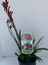 Load image into Gallery viewer, Anigozanthos 'Bush Ballad'
