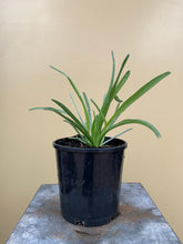 Load image into Gallery viewer, Pycnosorus globosus - Billy Buttons