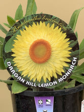 Load image into Gallery viewer, Bracteantha bracteata 'Dragan Hill Lemon Monarch'
